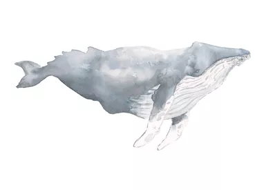 Whale